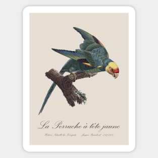 Carolina Parakeet / Perruche a Tete Jaune - 19th century Jacques Barraband Illustration Sticker